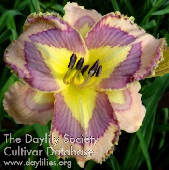 Daylily Future Prospects